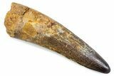 Fossil Spinosaurus Tooth - Restored Tip #374027-1